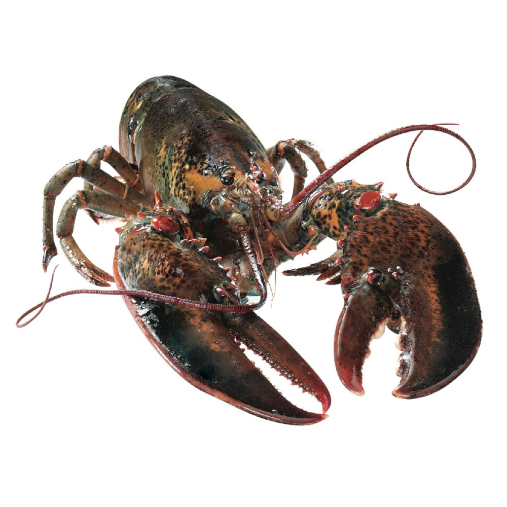 Homard vivant (1½ à 2lbs) Poissonnerie Gagnon