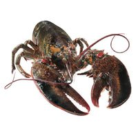 Homard vivant (1½ à 2lbs)